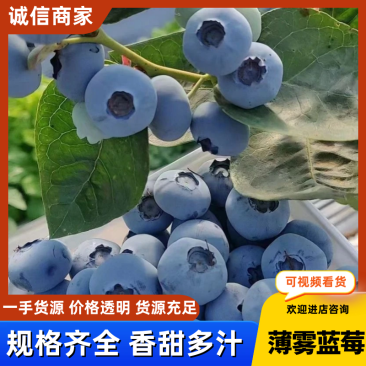 精品蓝莓山东薄雾蓝莓质量保证价格公道对接全国批发市场