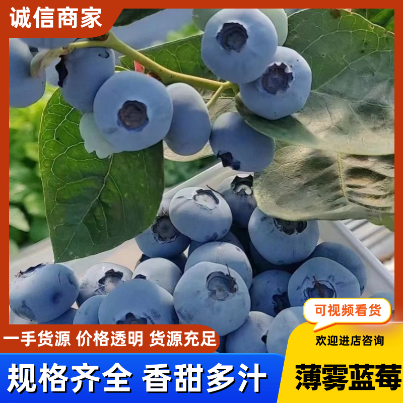 精品蓝莓山东薄雾蓝莓质量保证价格公道对接全国批发市场