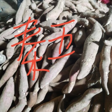 红薯秦5黄金玉产地直销量大质优价格优惠