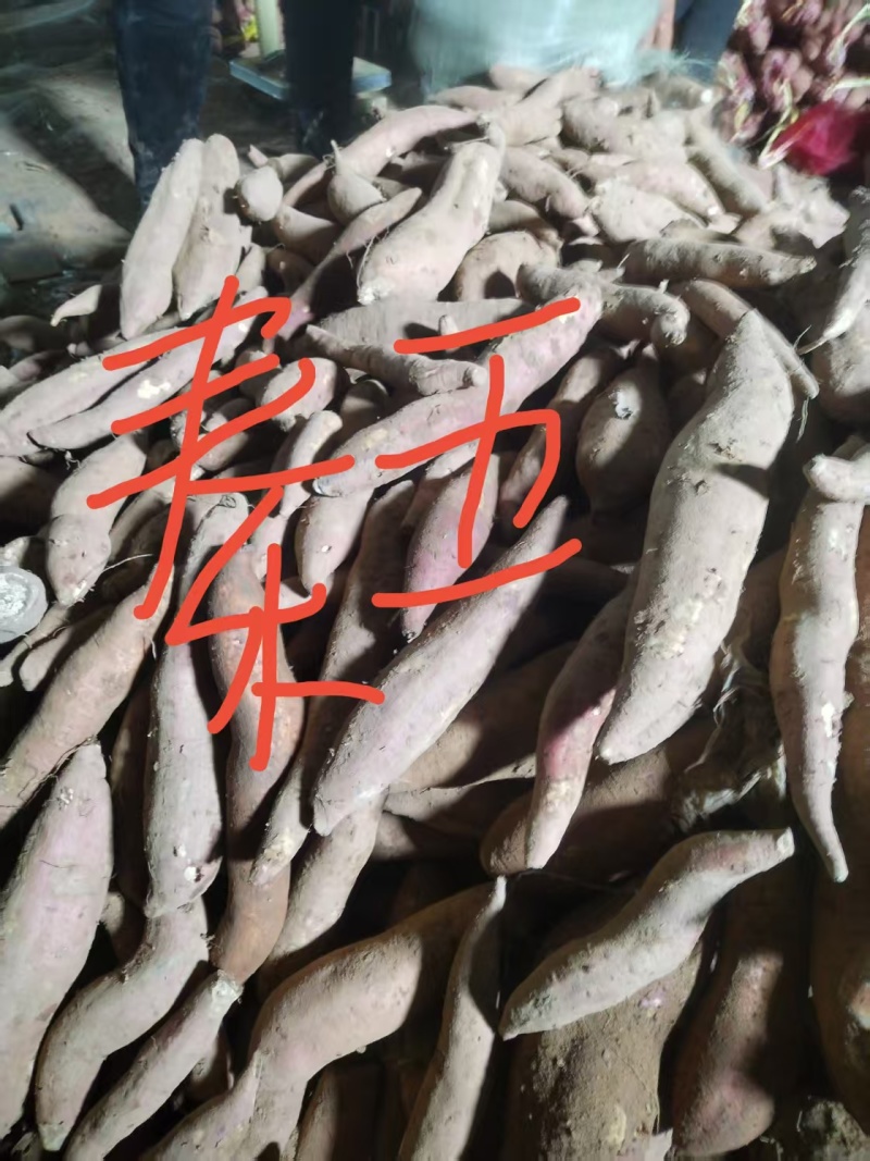 红薯秦5黄金玉产地直销量大质优价格优惠