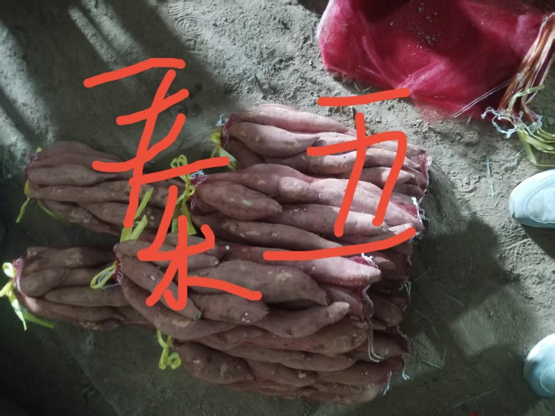 红薯秦5黄金玉产地直销量大质优价格优惠