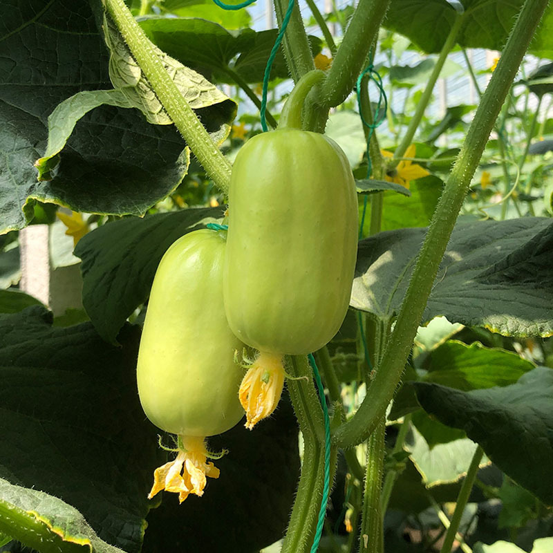 玉女水果黄瓜种子白黄瓜杂交全雌节节有瓜大田基地