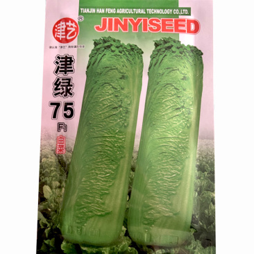 津绿75白菜种子秋季栽培白菜种籽天津青麻菜叶柄绿纤