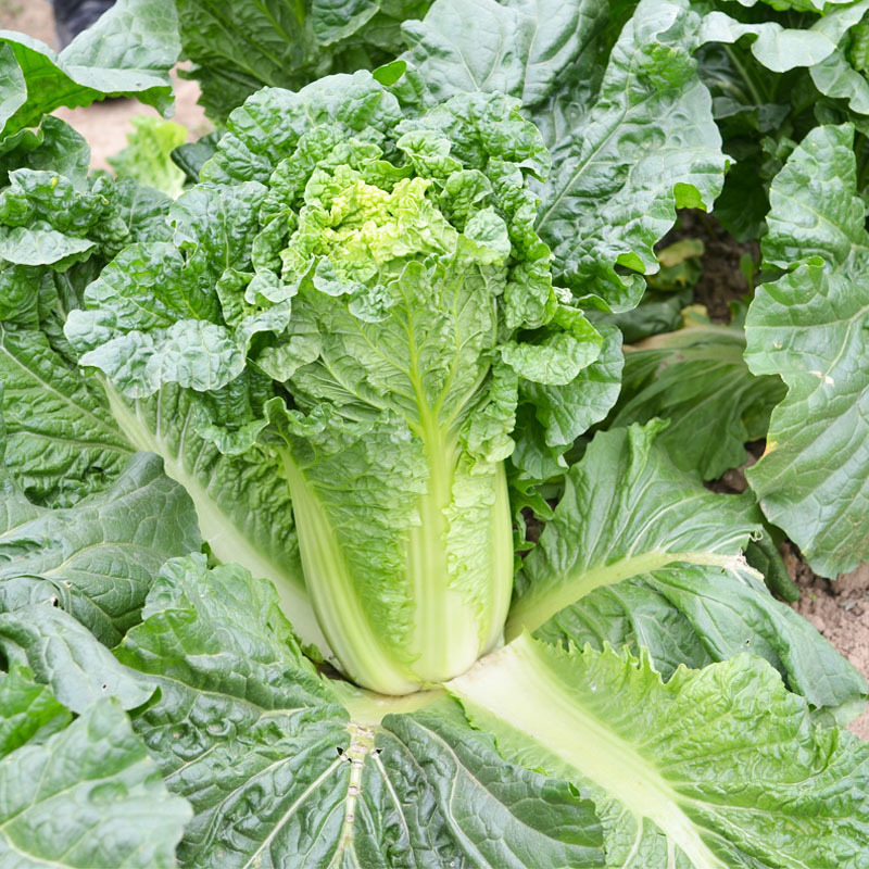 津绿75白菜种子秋季栽培白菜种籽天津青麻菜叶柄绿纤