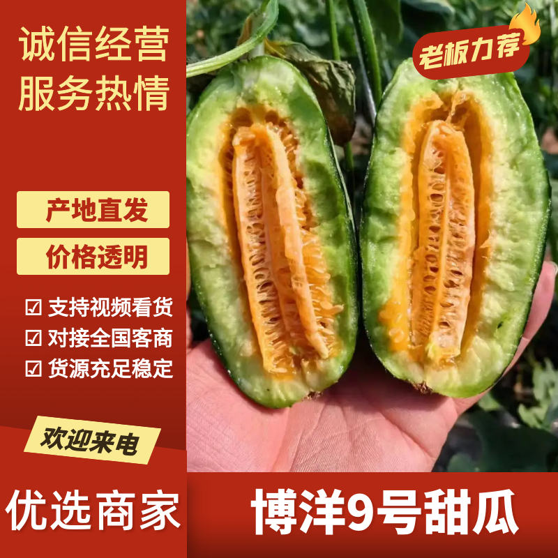 河北博洋9号甜瓜，欢迎电商微商代理洽谈合作欢迎咨询