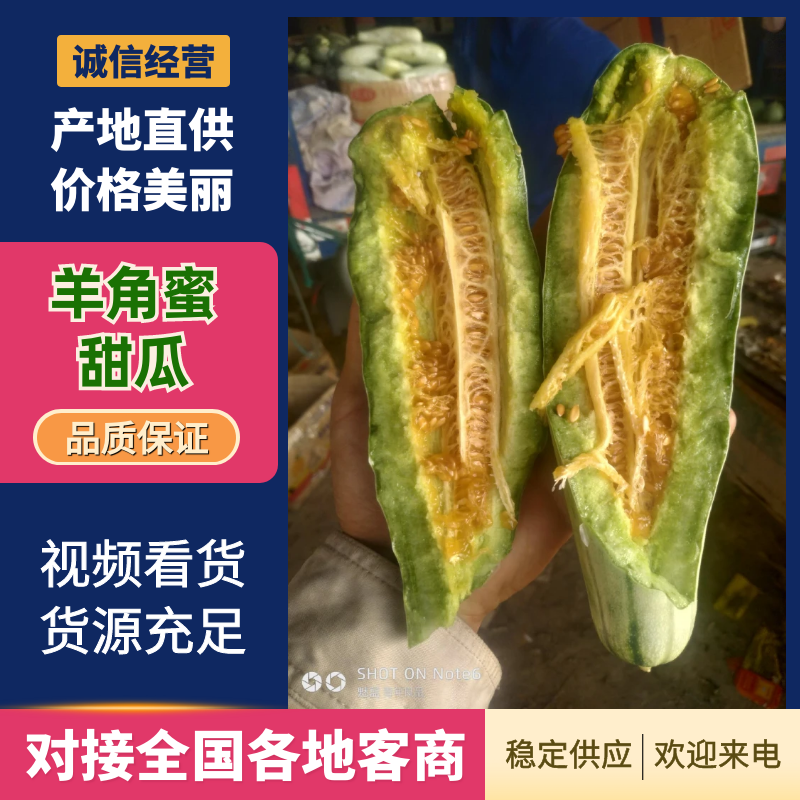 河北羊角蜜博洋61甜瓜大量供应全国接单微商电商代理