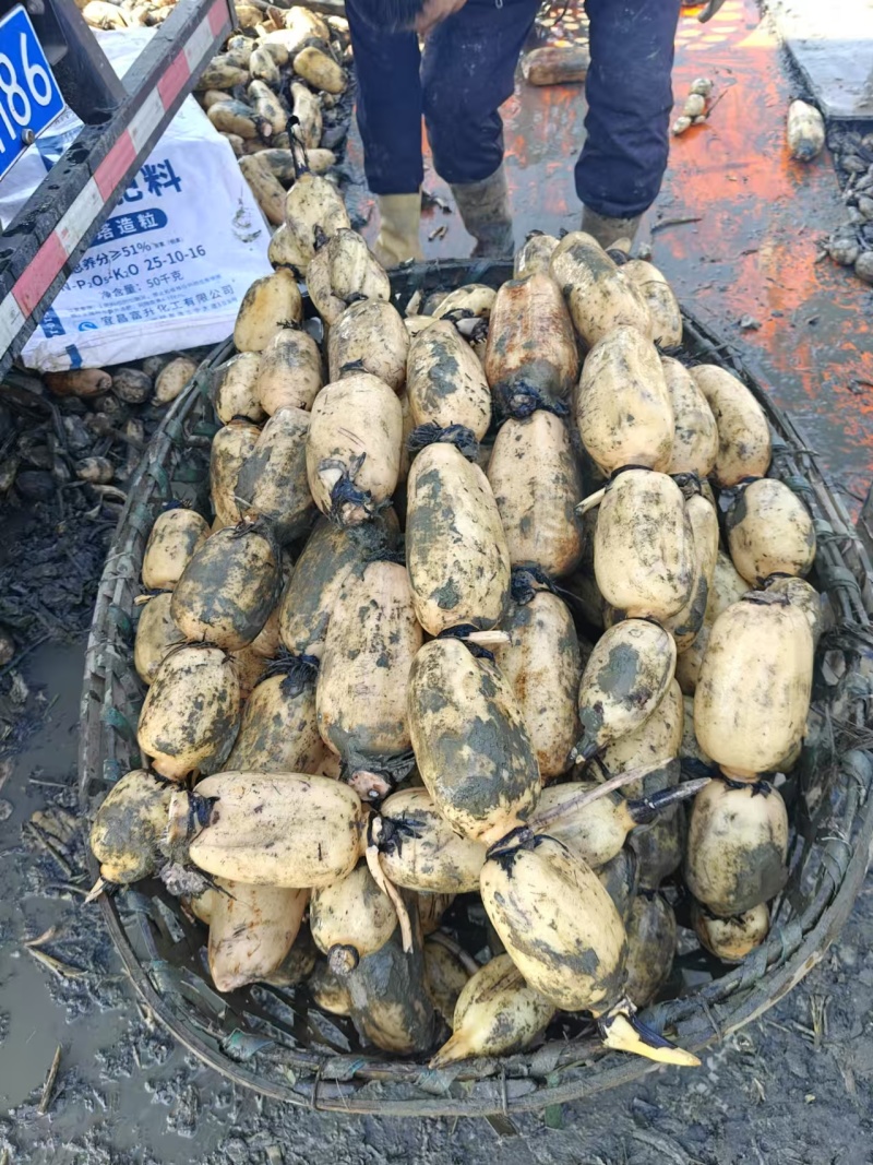 安徽阜阳阜南县精品莲藕一手货源。质量好，品质好。货源充足