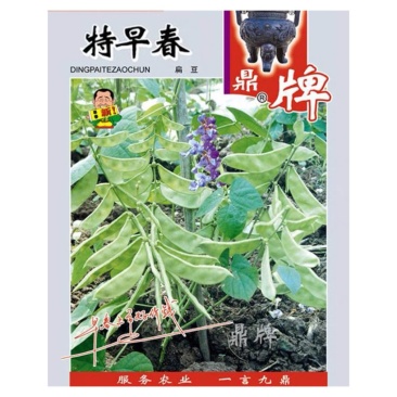 特早春扁豆种子嫩荚口感脆爽棚室露地均可种植