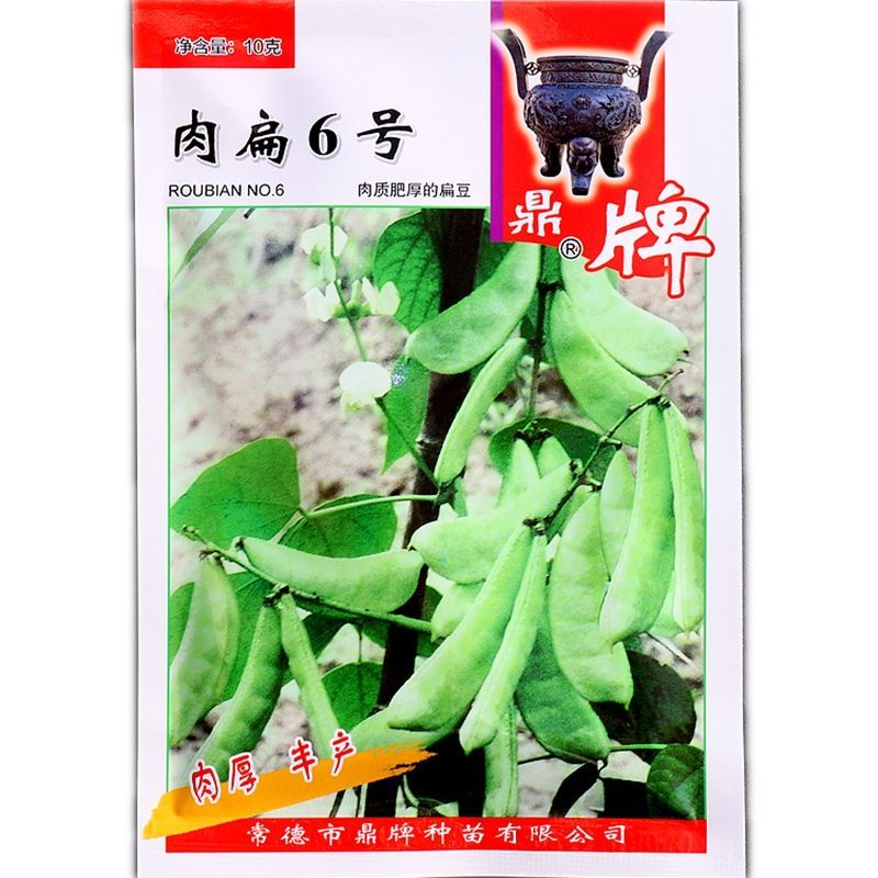 肉扁6号扁豆种子中熟鲜荚乳白色肉质肥厚品质好