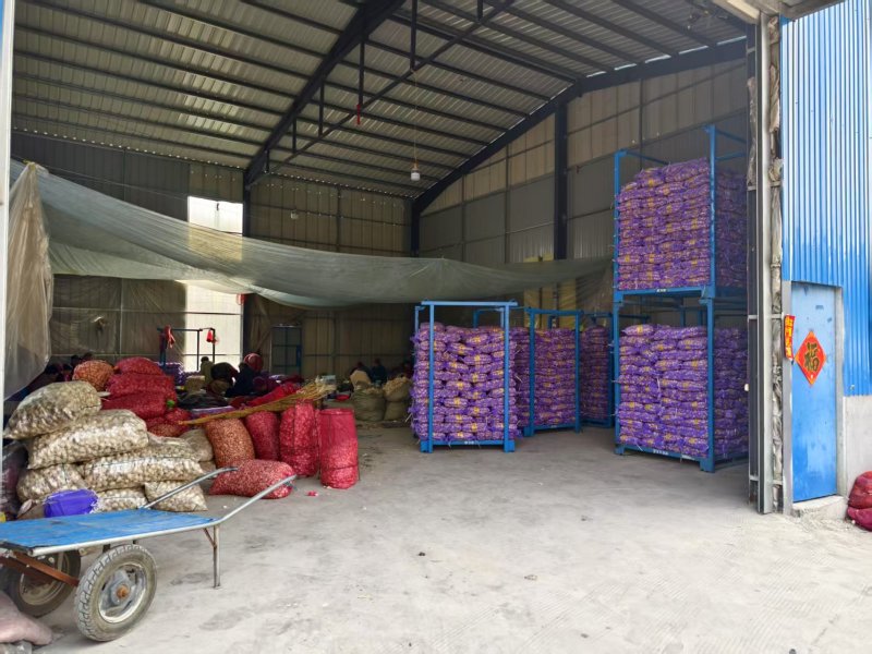 大蒜蒜瓣苍山连体蒜瓣基地直供现货现发供应全国