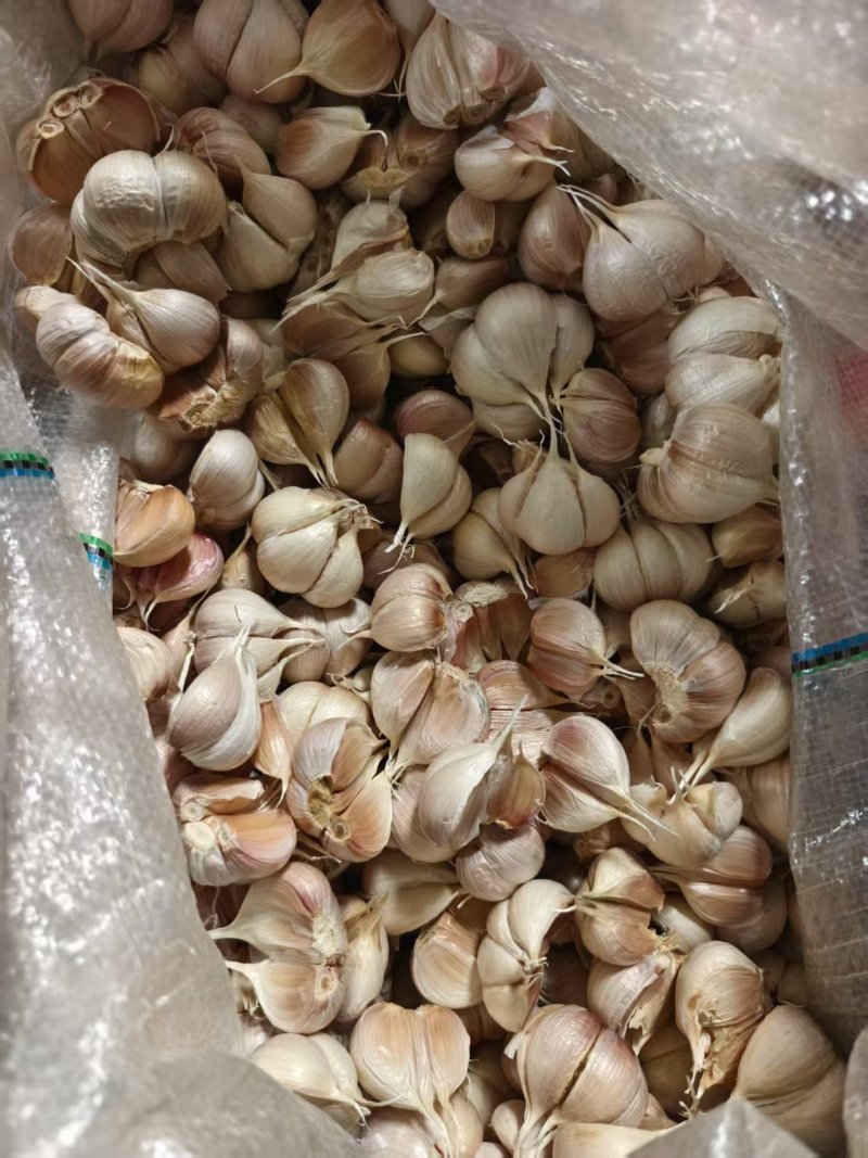 大蒜蒜瓣苍山连体蒜瓣基地直供现货现发供应全国