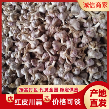 大蒜红皮川蒜规格齐全现货供应对接各地市场电商