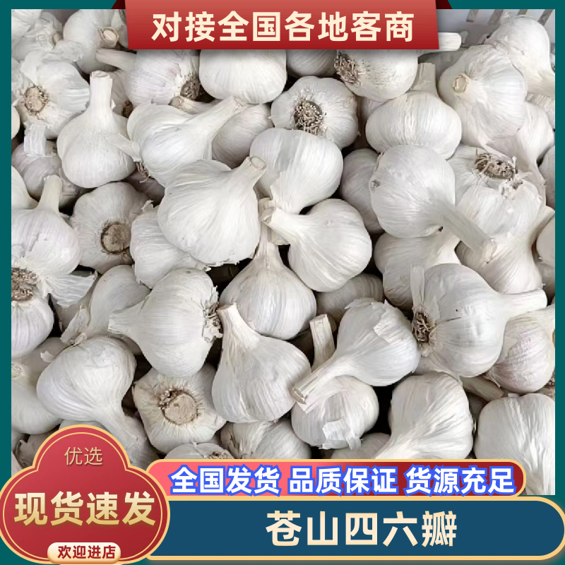 大蒜苍山四六瓣苍山大蒜常年供应质量好价格低全国发货