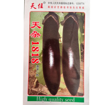 天杂1818紫黑长茄种子紫黑发亮不易弯曲无青头顶