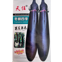 冬棚四季长茄种子果色黑亮果肉淡绿果硬口感好