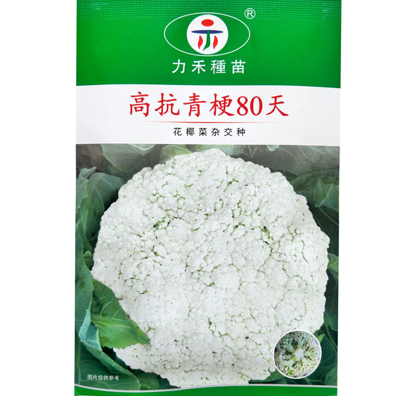 高抗青梗80天花椰菜种子梗枝浅绿花球半松花球洁白