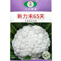 新力禾65天花椰菜种子花球半松蕾枝浅绿蕾粒较细