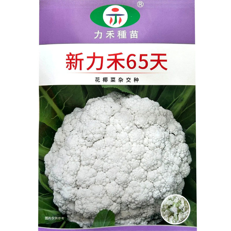 新力禾65天花椰菜种子花球半松蕾枝浅绿蕾粒较细