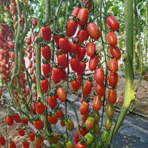 精品409凤珠花生柿子有设备无损测糖AI分选