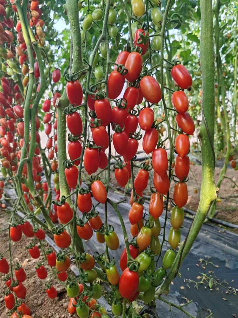 精品409凤珠花生柿子有设备无损测糖AI分选