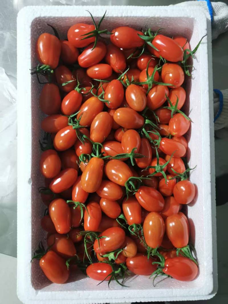 精品409凤珠花生柿子有设备无损测糖AI分选