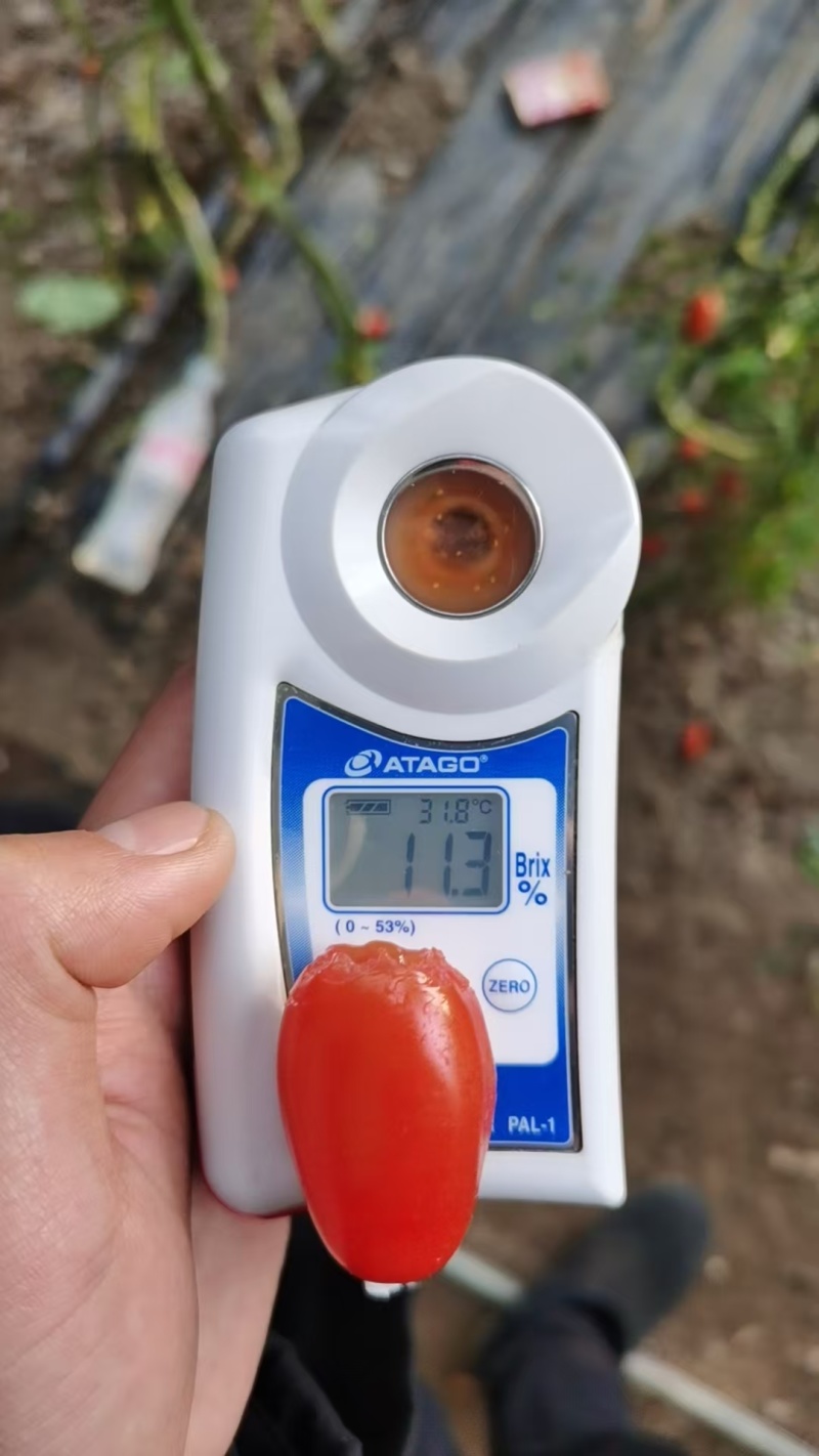 精品409凤珠花生柿子有设备无损测糖AI分选