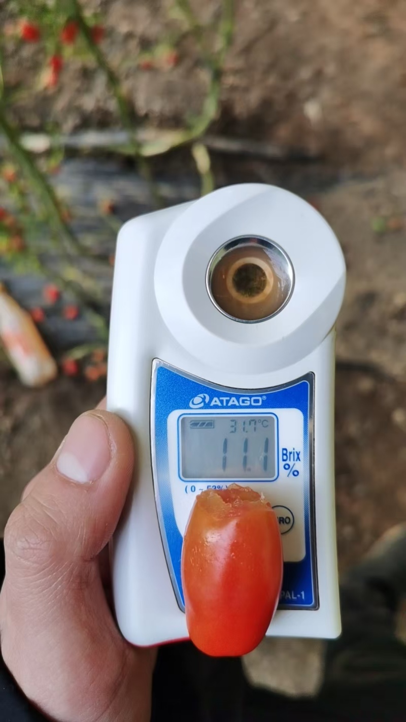 精品409凤珠花生柿子有设备无损测糖AI分选