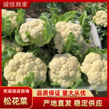 湖北菜花青梗松花菜有机花菜大量供应产地直发保质保量