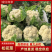 湖北菜花青梗松花菜有机花菜大量供应产地直发保质保量