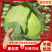 扁包菜甘蓝新鲜应季现货/基地直供货源充足/可视频看货验货