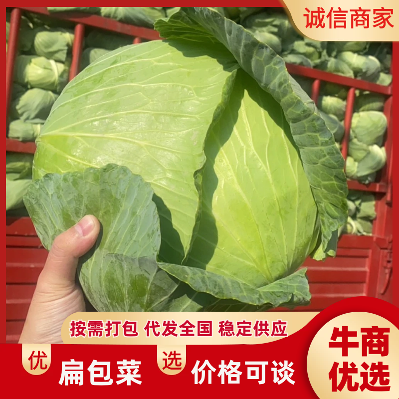扁包菜甘蓝新鲜应季现货/基地直供货源充足/可视频看货验货