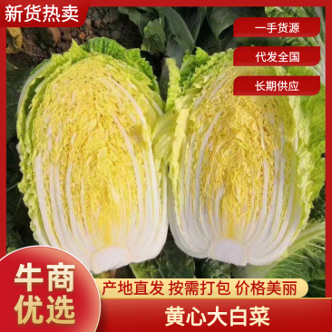 【黄心大白菜】大量供货产地直发品质保证量大价优全国发货