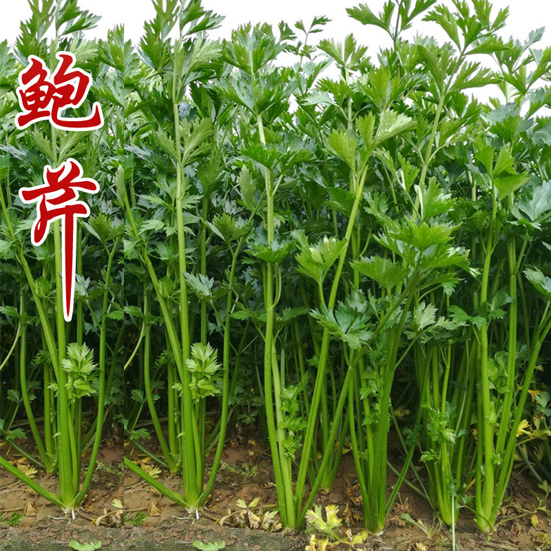 鲍芹种子章丘鲍芹种子高产实心芹菜种子色泽翠绿