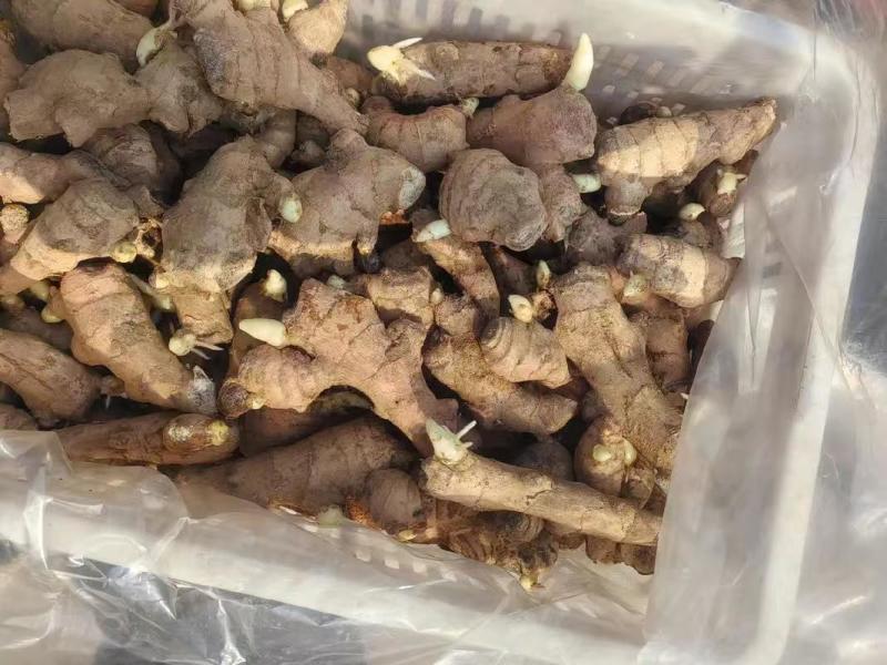 山东姜种产地直发高产姜种（包技术/包回收）专业指导规格齐