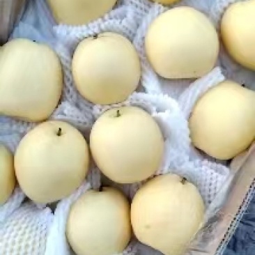 {诚信商家}皇冠梨，口感酥甜，量大从优，欢迎来电