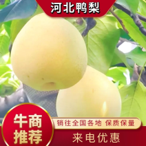 {诚信商家}精品鸭梨，口感酥甜，量大从优，欢迎来电