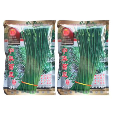 中华苔韭种子叶苔两用型韭菜四季抽苔抗倒伏抗病抗寒