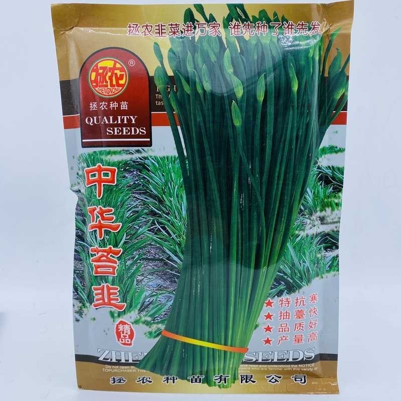 中华苔韭种子叶苔两用型韭菜四季抽苔抗倒伏抗病抗寒