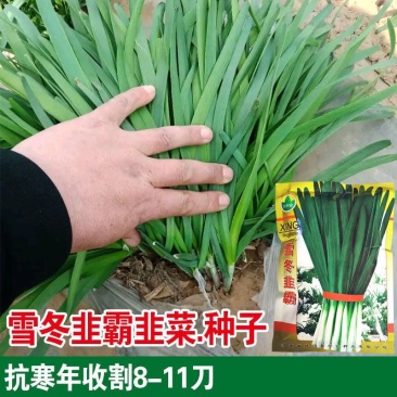 雪冬韭霸韭菜种子抗病抗寒耐热不干尖抗倒伏辛辣味香
