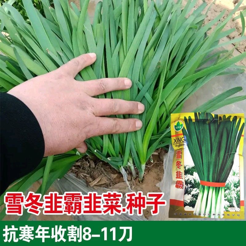 雪冬韭霸韭菜种子抗病抗寒耐热不干尖抗倒伏辛辣味香