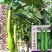 砍瓜种子早熟长圆柱形瓜色翠绿油亮吃多少砍多少