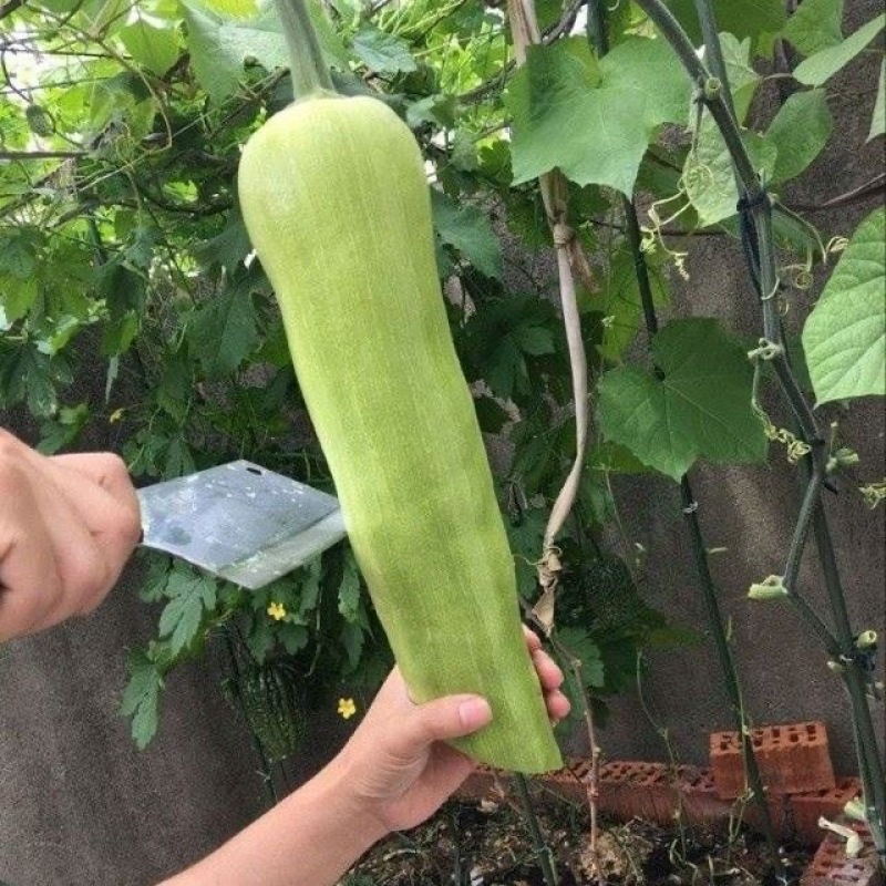 砍瓜种子早熟长圆柱形瓜色翠绿油亮吃多少砍多少
