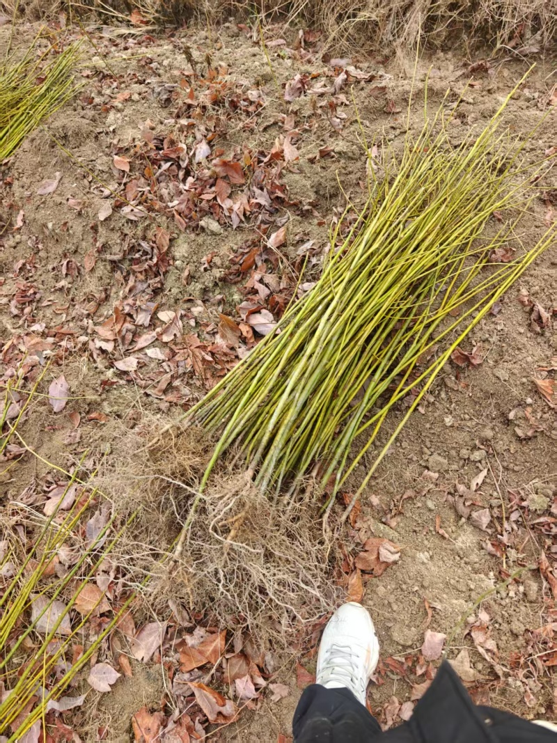 檫木苗成活率高产地直发价格优惠支持视频看货欢迎来电