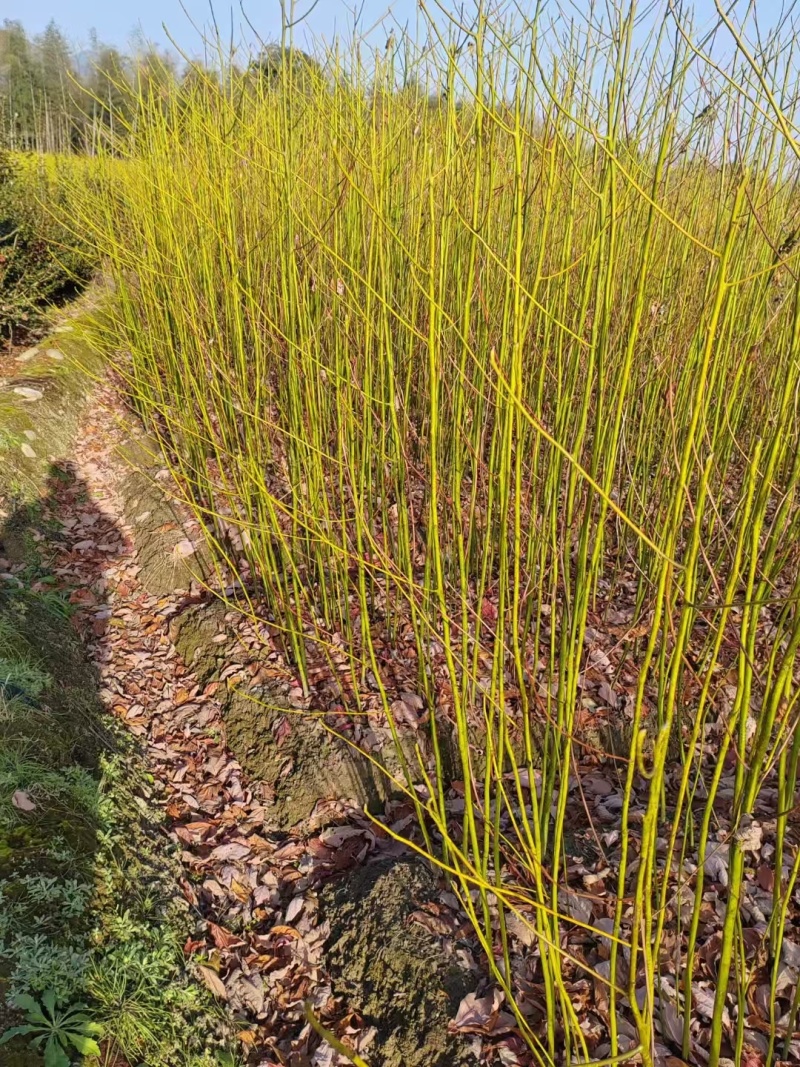檫木苗成活率高产地直发价格优惠支持视频看货欢迎来电