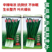 富韭神华韭菜种子多抗型直立抗倒伏辛辣味浓叶色浓绿