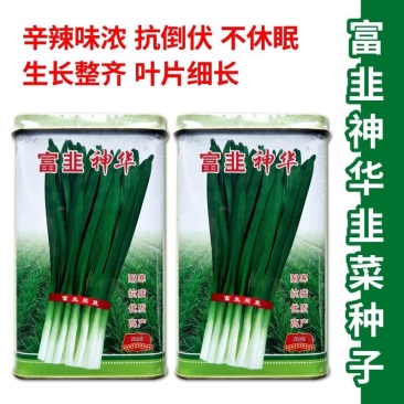 富韭神华韭菜种子多抗型直立抗倒伏辛辣味浓叶色浓绿