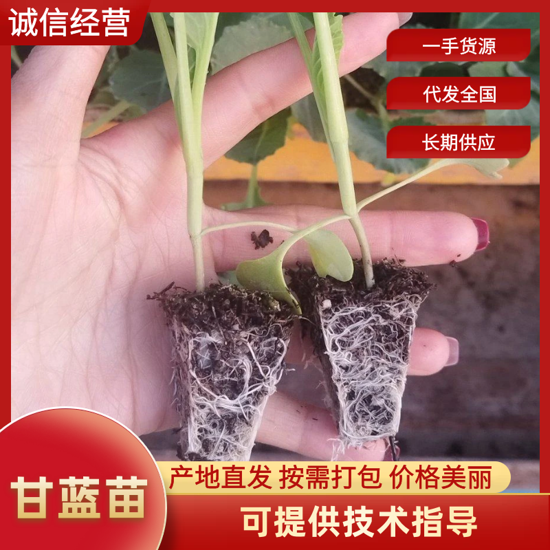 精品铁头苗一手货源量大从优质量保证欢迎咨询