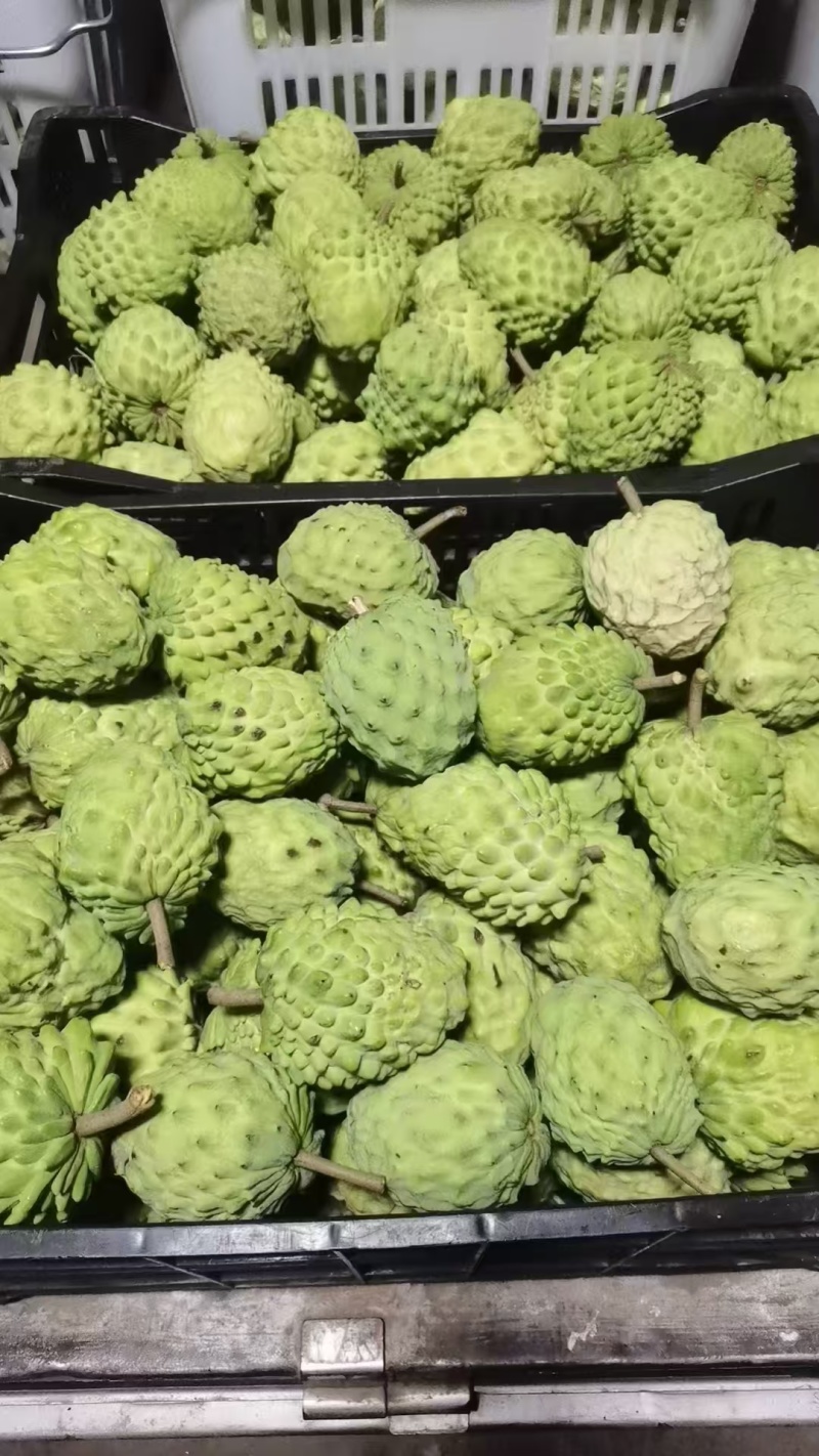 云南释迦果电商一件代发