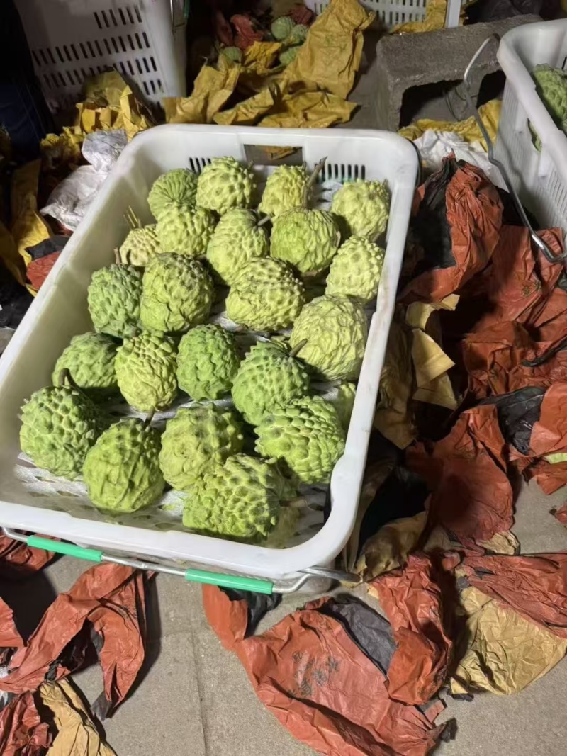 云南释迦果电商一件代发