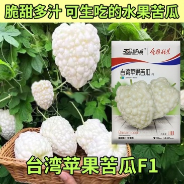 台湾苹果苦瓜种子果面密生亮白珍珠粒口感脆甜多汁可生吃